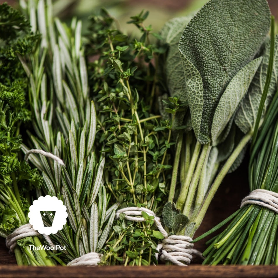 Gardening tips for herbs!
